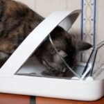 The Ultimate Guide to Automatic Cat Feeders: Ensuring Optimal Nutrition and Convenience