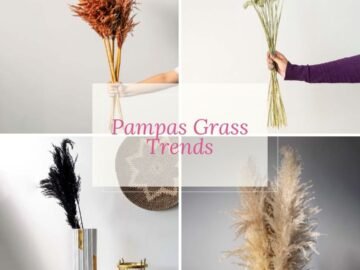 Pampas Grass Trends and Why It’s Popular to Stay