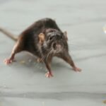 When Is the Best Time to Start Rodent Pest Control in Perth?