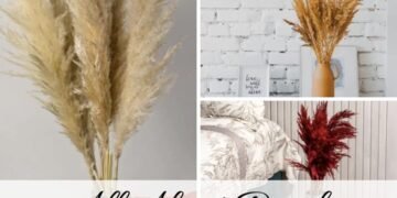 How Long Does Pampas Grass Last and Care for Dried Pampas Grass