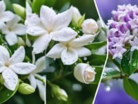 7 flowering plants thats smell good