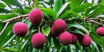 Lychee plant, how to eat lychee fruit, benifits